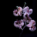 Orchids by taffy