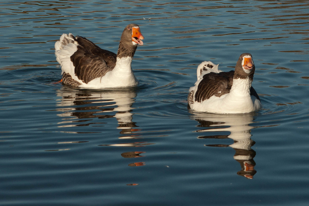 Happy Geese by vickisfotos