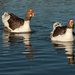 Happy Geese by vickisfotos