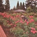 Stepping Back In Time--Tip Toe Through the Roses? by bkbinthecity