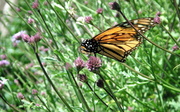 26th Feb 2013 - Like a Petal on the Wind