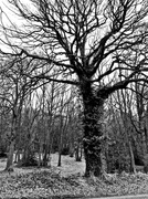 28th Feb 2013 - A tree in Ercall Woods