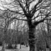 A tree in Ercall Woods by beryl