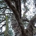 Lonesome Pine by craftymeg