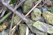 26th Feb 2013 - Sticks and stones