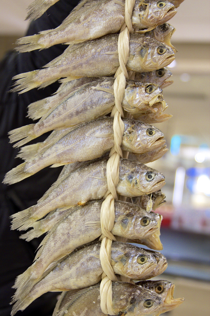 Fish for Dinner? by jyokota