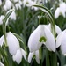 Snowdrops by if1