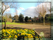 27th Feb 2013 - In an English country garden