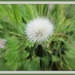 Taraxacum officinale - Dandelion by kiwiflora