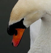 27th Feb 2013 - Shy swan