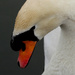 Shy swan by judithg