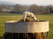27th Feb 2013 - Spring lambs.