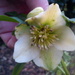 Hellebores  by jennymdennis