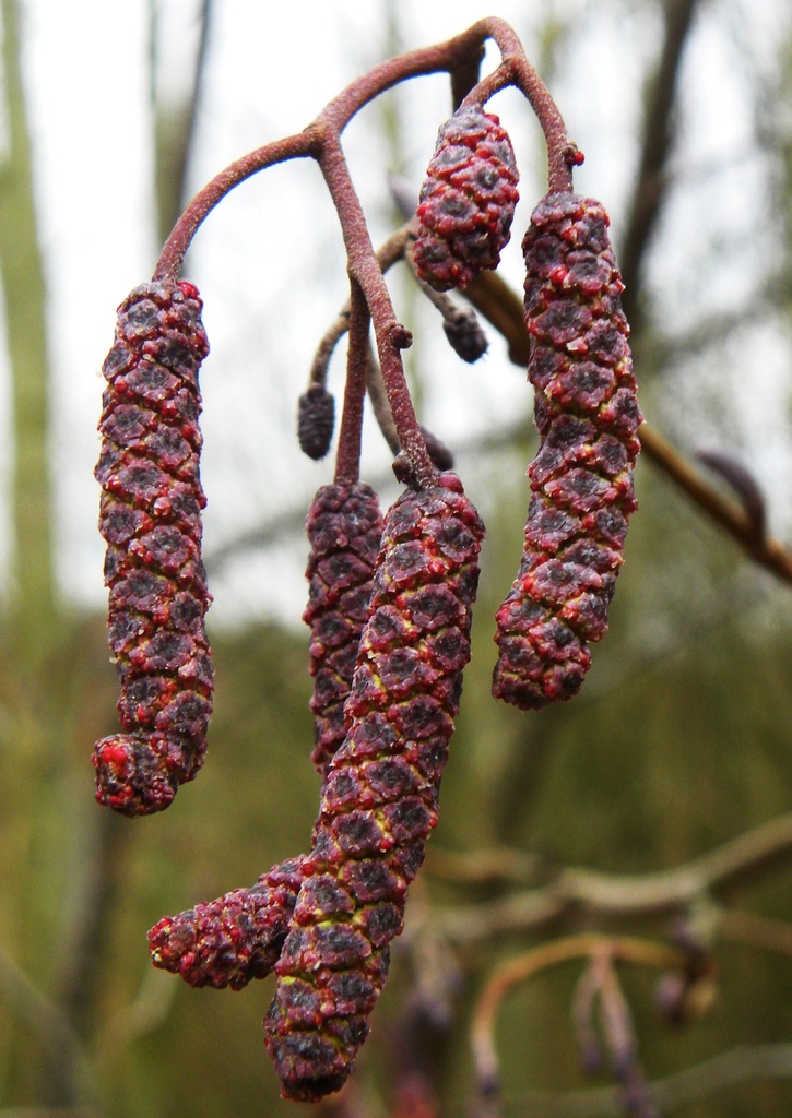 Catkins by oldjosh