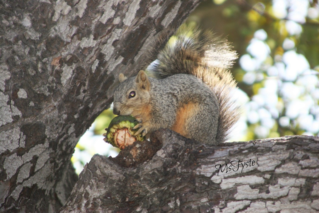 Squirrel Snacks by msfyste