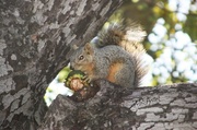 27th Feb 2013 - Squirrel Snacks