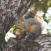 Squirrel Snacks by msfyste