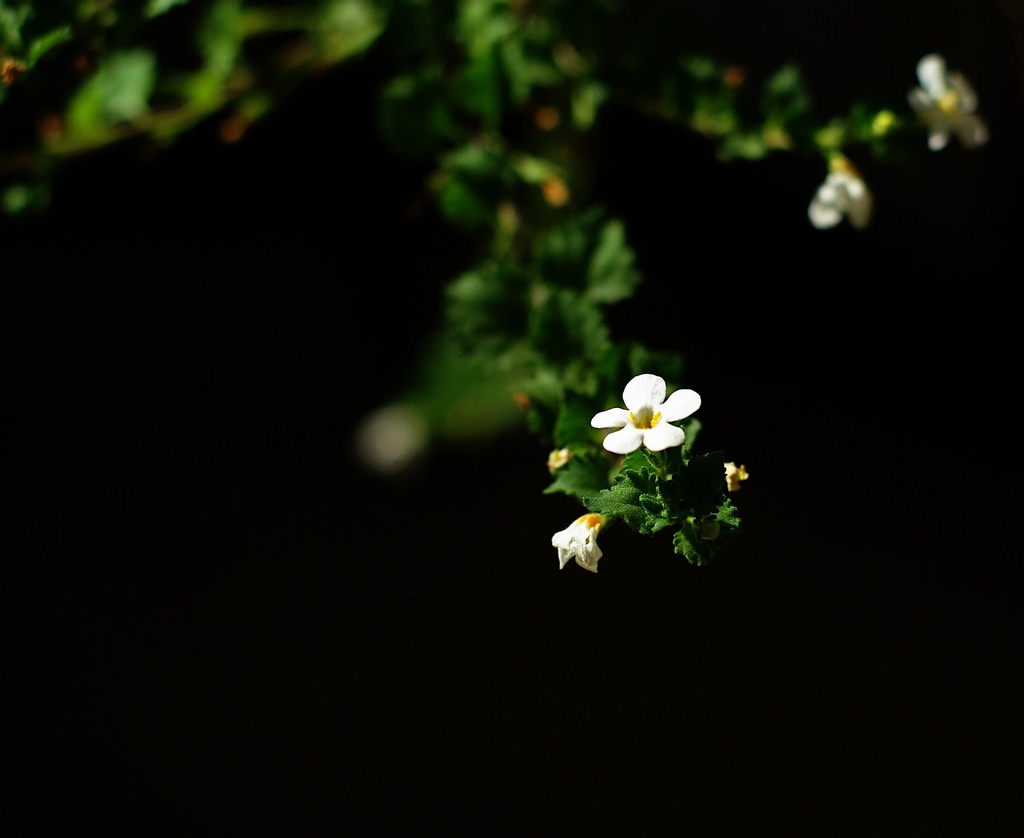 (Day 9) - Flowers in the Darkness by cjphoto