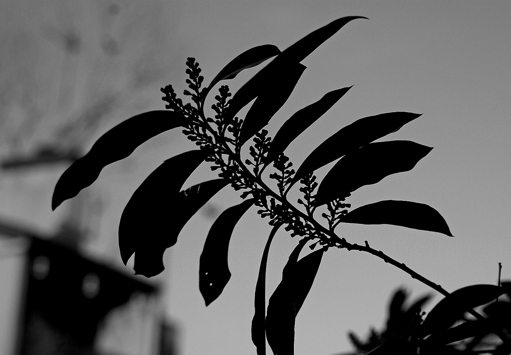 (Day 11) - Plant a Silhouette by cjphoto