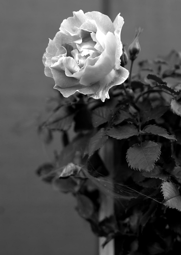 (Day 12) - Wicked Rose by cjphoto