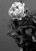 25th Feb 2013 - (Day 12) - Wicked Rose