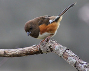 27th Feb 2013 - Ms. E. Towhee