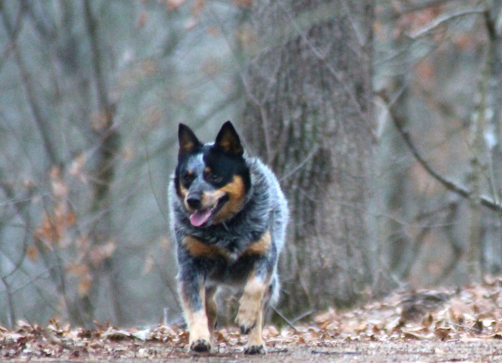 Roxie on the Move by vernabeth