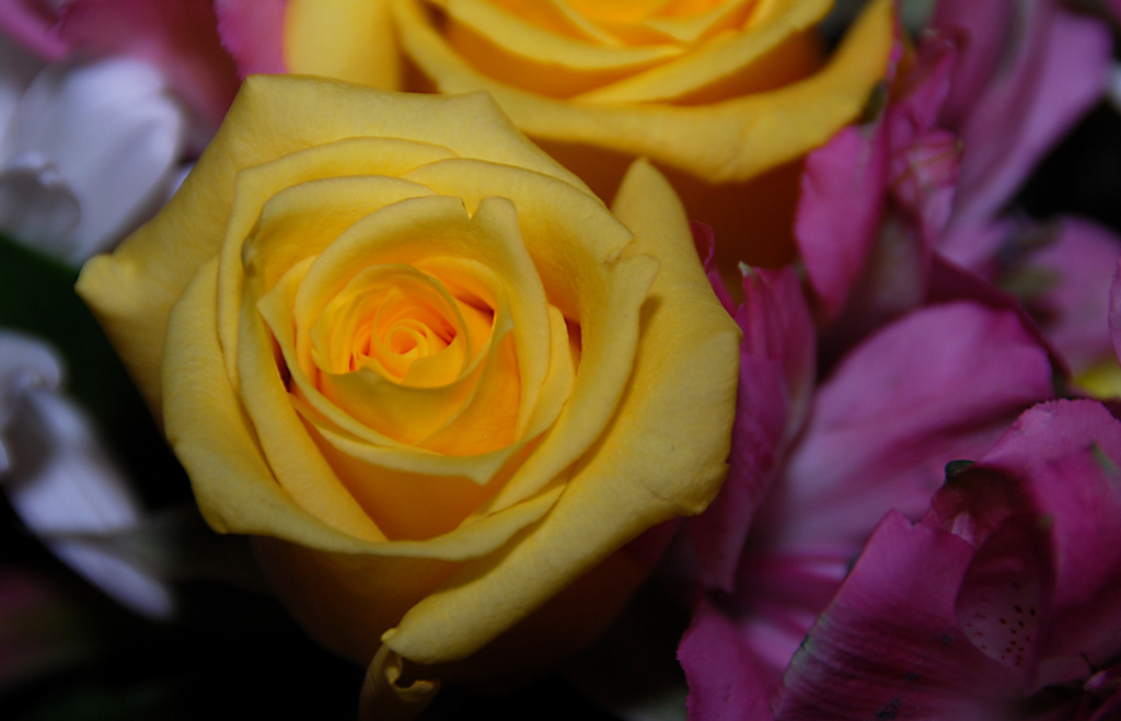 Yellow Rose by dakotakid35