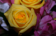 27th Feb 2013 - Yellow Rose