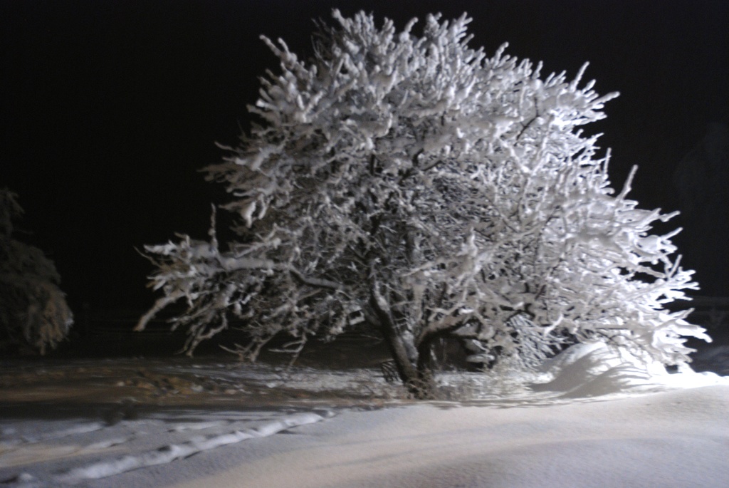 Winter Wonderland 1 by farmreporter