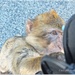 Monkey Mischief by carolmw