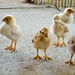 Baby Chickens by salza