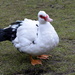 Duck by nicoleterheide