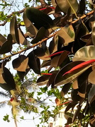 28th Feb 2013 - Wind in the Leaves