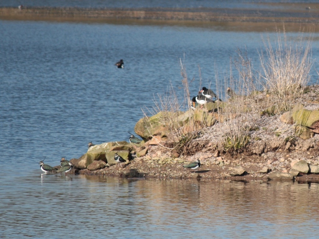 lapwing and oystercatchers by roachling