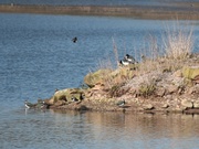 28th Feb 2013 - lapwing and oystercatchers