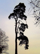 28th Feb 2013 - Scots pine.