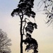 Scots pine. by snowy