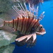#57 Lion Fish by denidouble