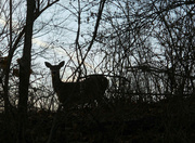 28th Feb 2013 - I see a deer
