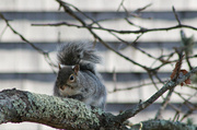 27th Feb 2013 - Just a Squirrel