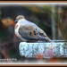 Dove on Fountain by vernabeth