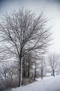 1st Mar 2013 - Winter Tree