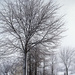Winter Tree by gardencat