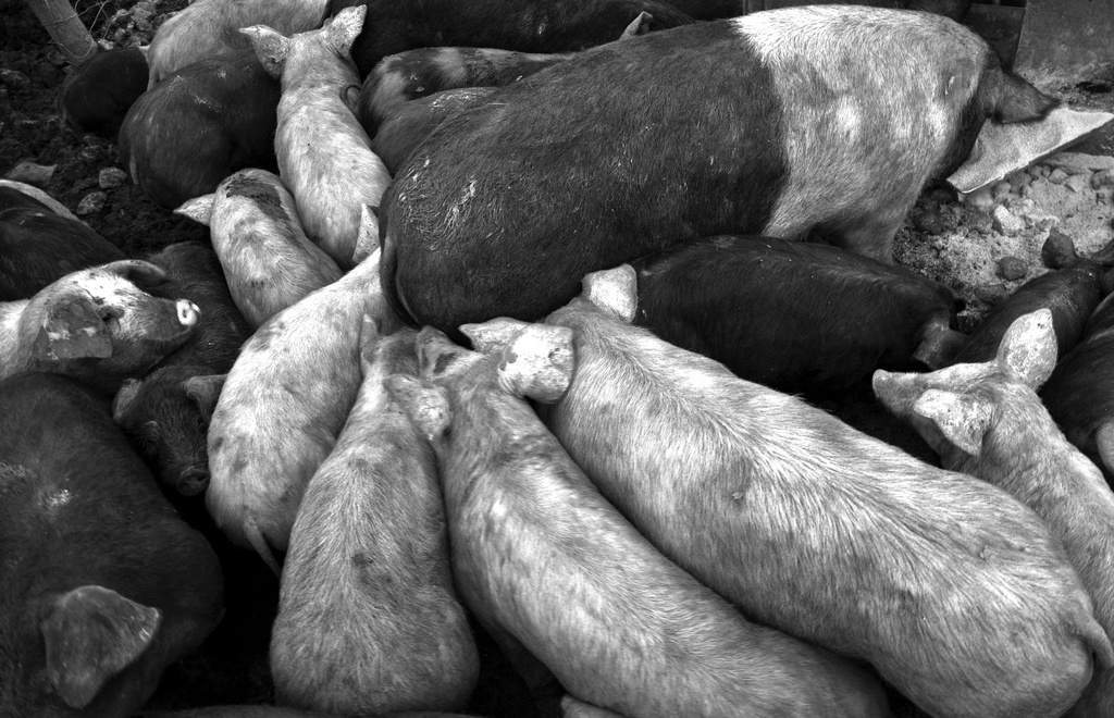 Aerial view of pigs by seanoneill