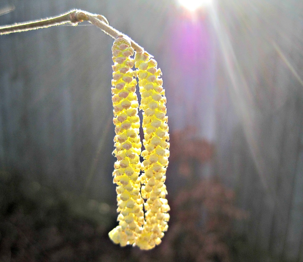 'yellow':  catkin in sunlight by quietpurplehaze