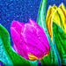 1.3.13 Tulip Art by stoat