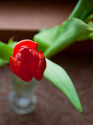 22nd Feb 2013 - tulip