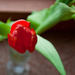 tulip by walia