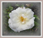 2nd Mar 2013 - White Flower Carpet Rose